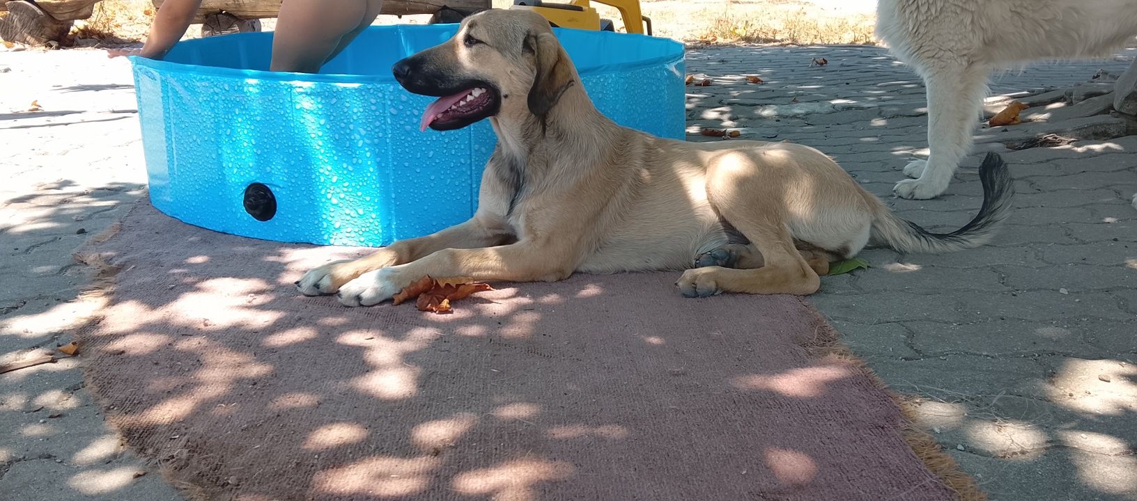 Cão para adopção