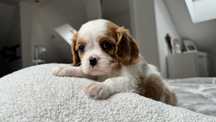 Cavalier King Charles Spaniel z Rodowodem Suczka Blenheim