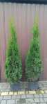 Tuja Szmaragd thuja smaragd na żywopłot 160 - 170 cm TRANSPORT