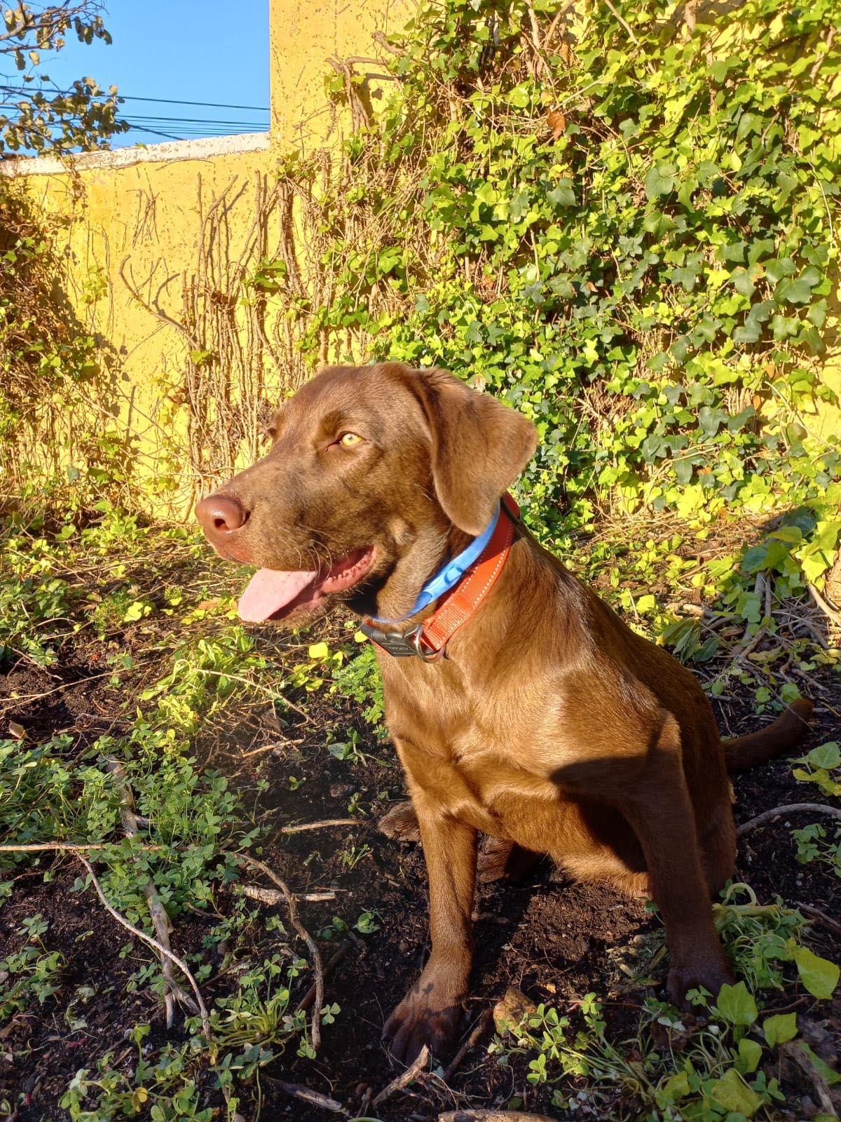 Cadela Labrador chocolate de raça pura, pronta para amar e ser amada!