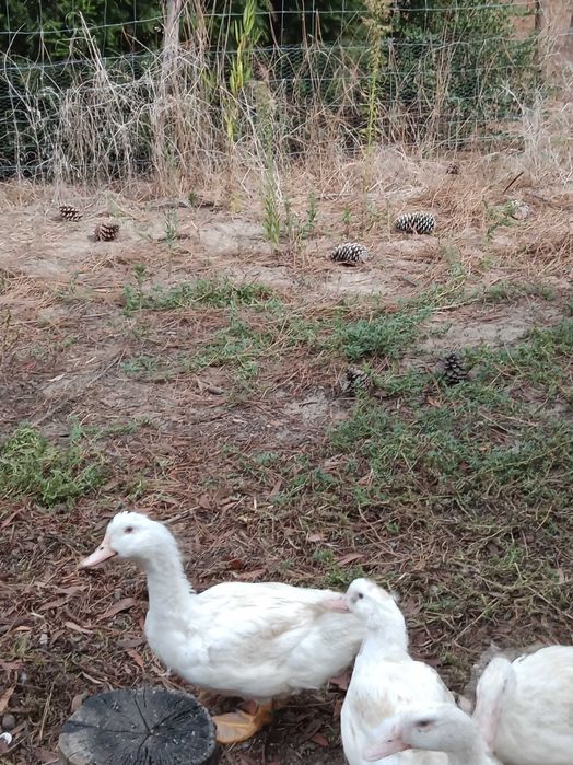 Patos marrecos casal
