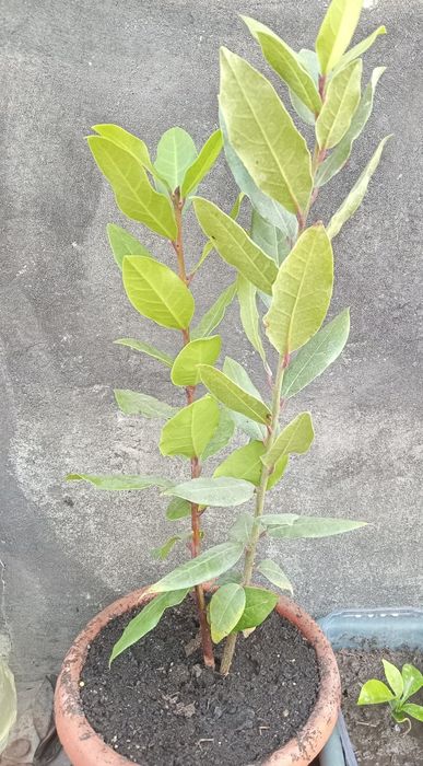 Продам лавровый саженец