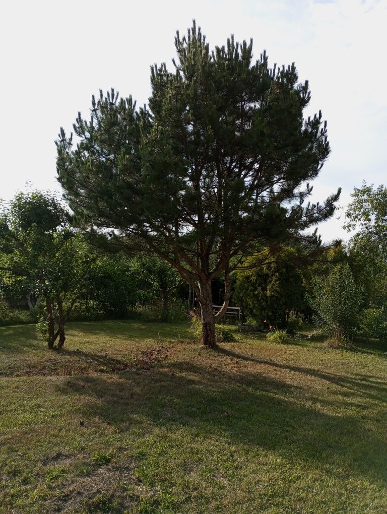 Działka ROD Pruszcz Gdański