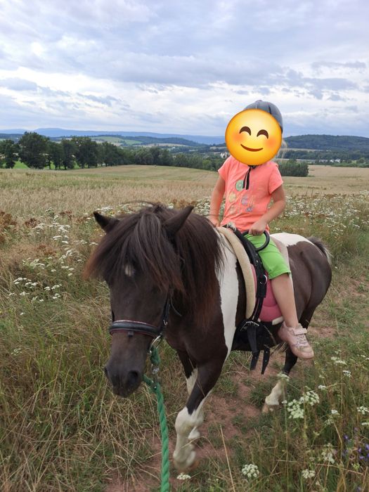 Klacz kuc sprzedaż
