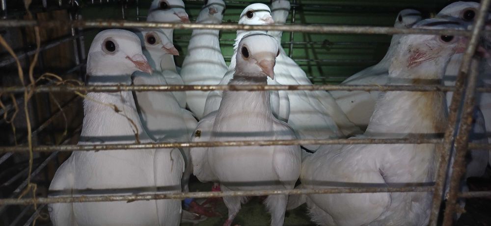 Całość Gołębie cepele