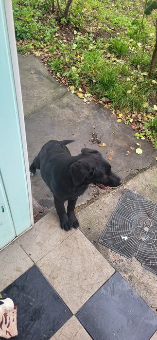 ШУКАЄ ДІМ! Помісь лабрадора, дуже добра і лагідна