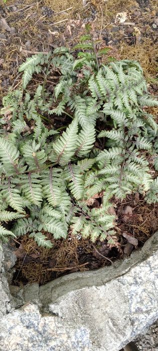 Папоротник...Кочедыжник ниппонский