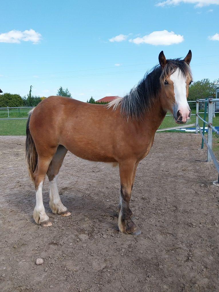 Klacz, duży kuc, tinker haflinger klaczka