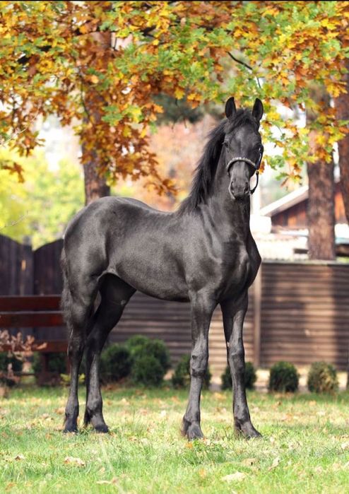 Фриз продам кобилу 1,5рік