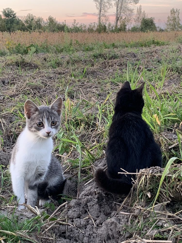 Віддам котиків в добрі руки