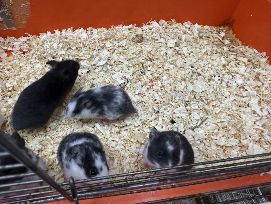 Chomik syryjski młode