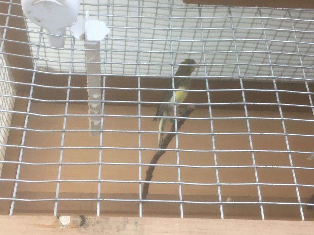 Vendo canarios de raça