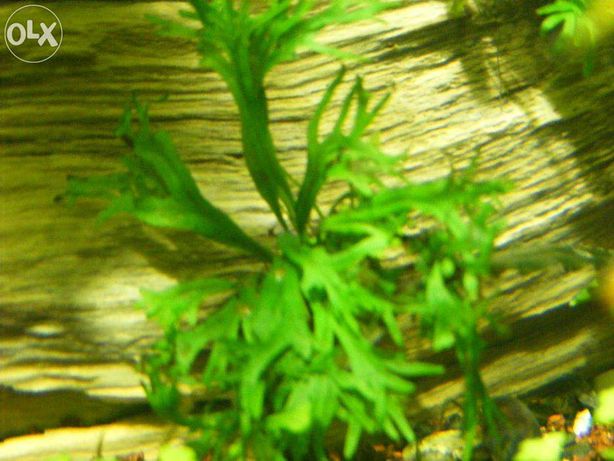 GB Microzorium roślina akwariowa