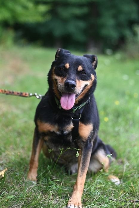 Pies w typie rottweilera czeka na dom