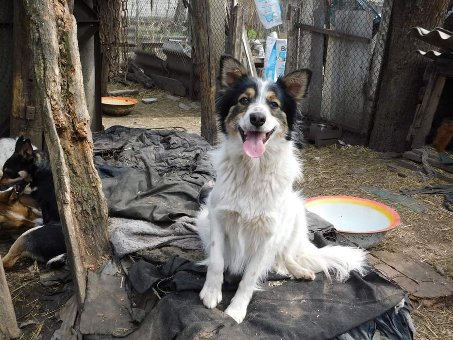 Шукає домівку тип люблячу родину Марися