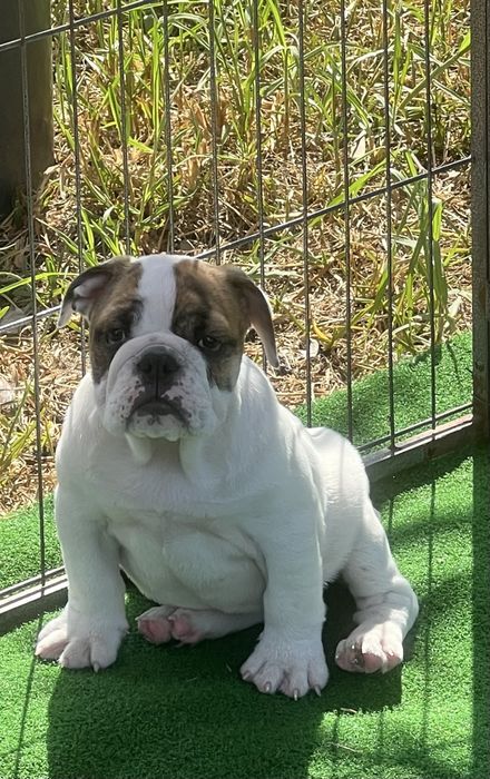 Bulldog Ingles Femea  c/Lop