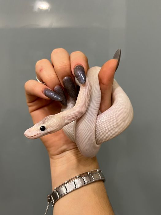 Контейнер з королівським пітоном регіус