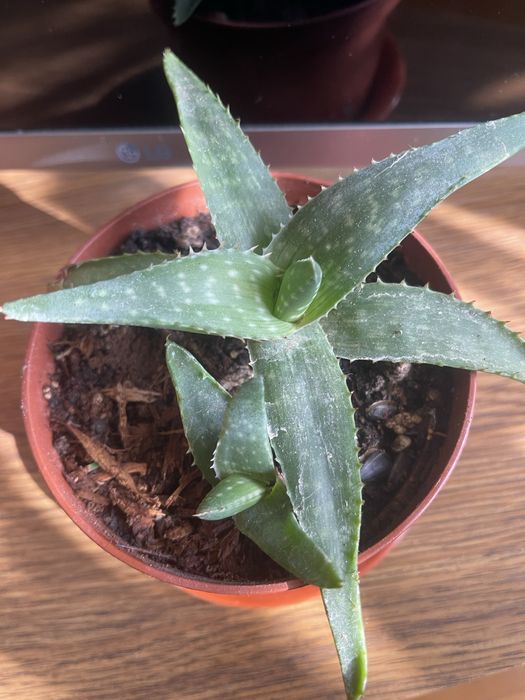 Алое-вера «Зебрина» лікарська рослина