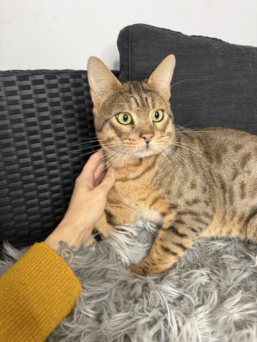 Велетень Тео Саванна Ф5