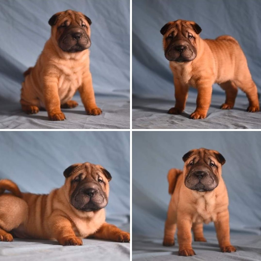 Shar Pei adorable puppies.  Available can be reserved..