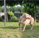 American bully suczka liliowa tricolor 9 mies
