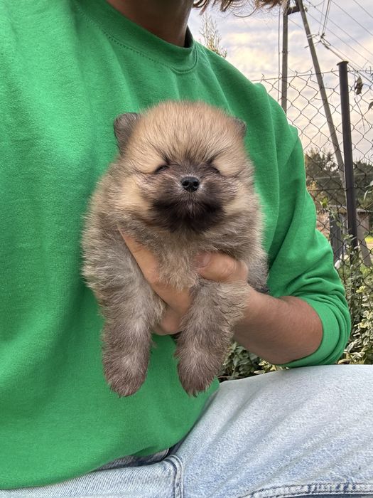 Pomaranian szpic miniaturowy FCI