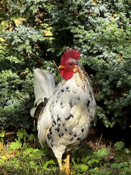 Kogut Karzelek Liliput Pstry kolorowy 2024