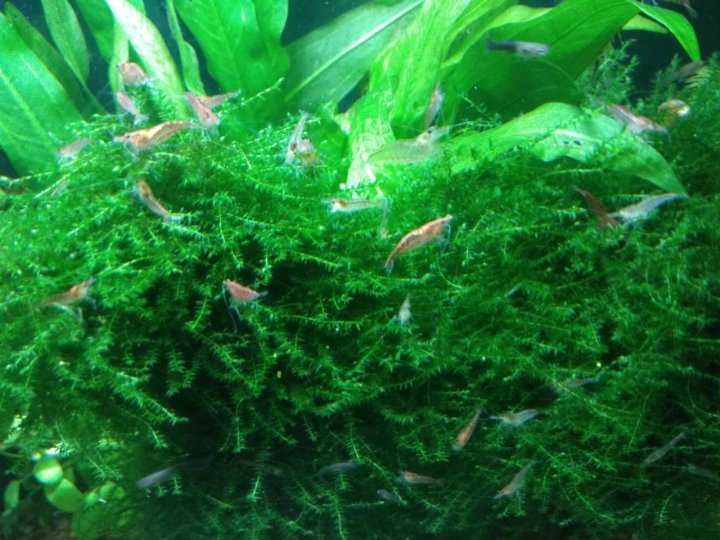 Мох Бабл. Аквариумные растения