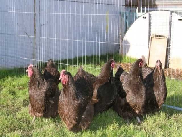 Орпінгтон, інкубаційне яйце.зозуле (смугастий), срібло та шоколадний.