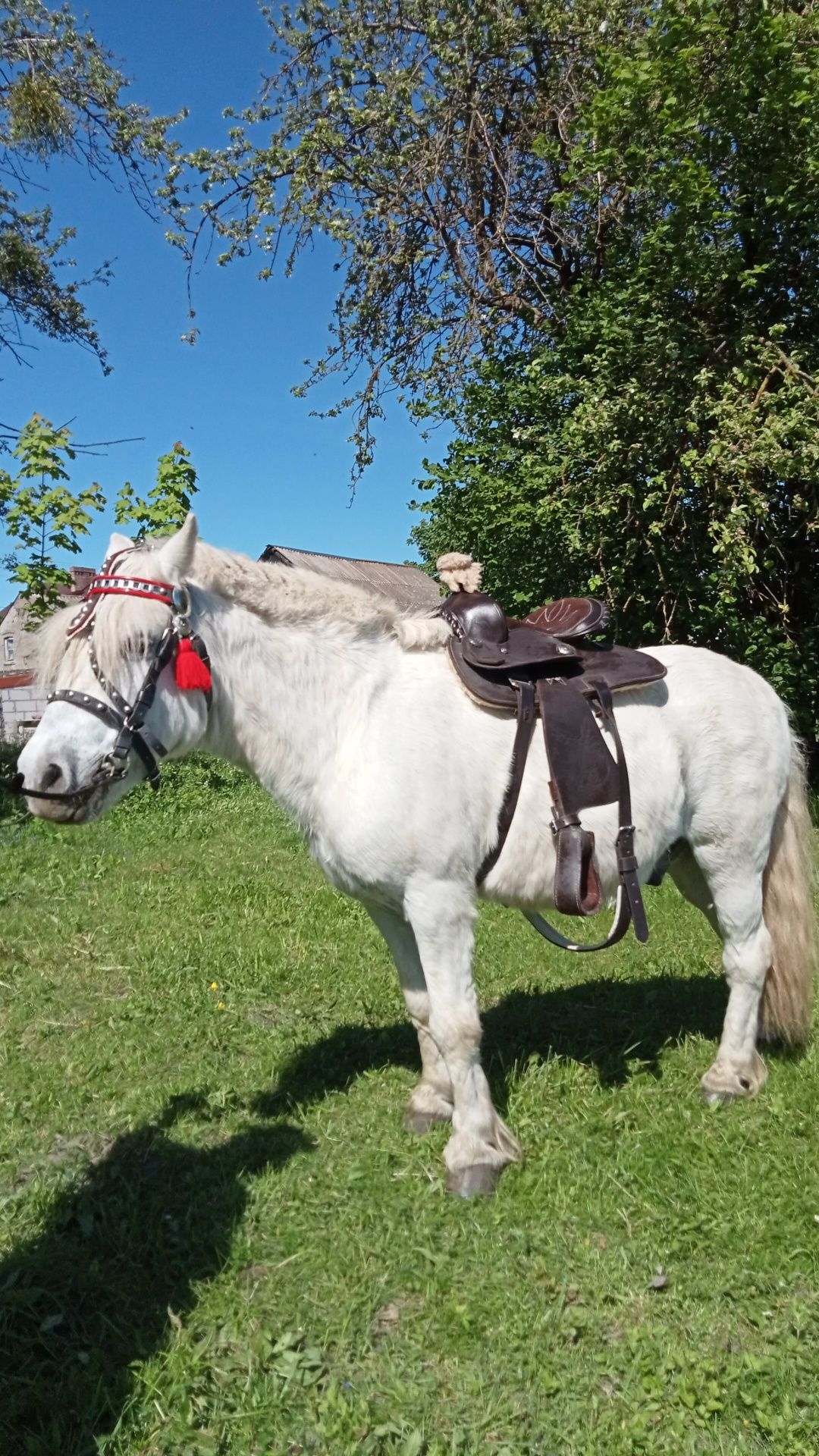 Kucyk Wałach 115 cm spokojny