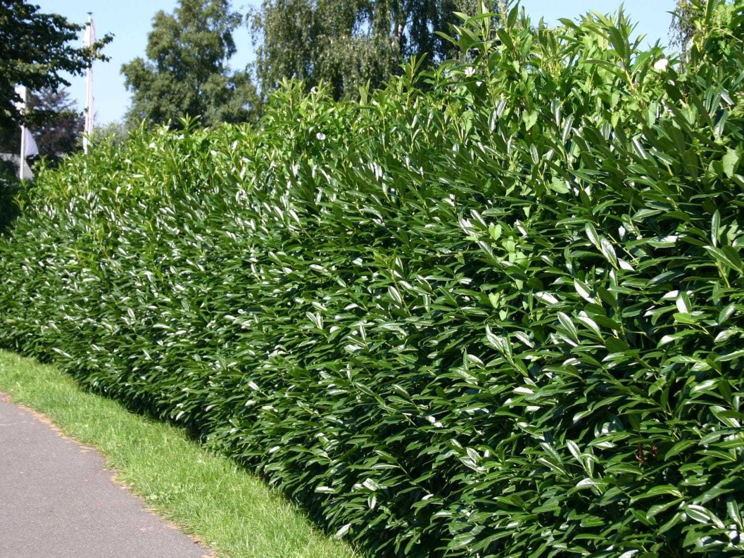 Laurowiśnia wschodnia 'Caucasica' (Prunus laurocerasus)