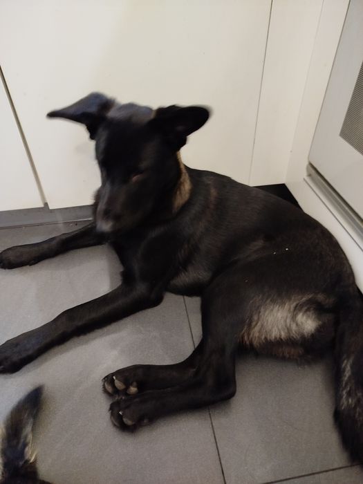 Oddam psa w dobre rece