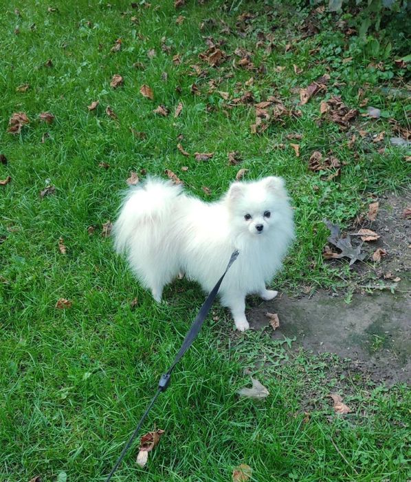 Szpic miniaturowy > młody samiec .