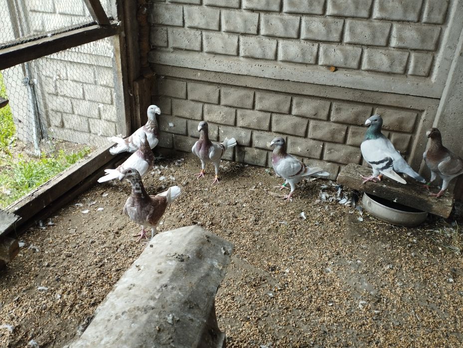 Gołębie niemiecki wystawowy samiec/samica