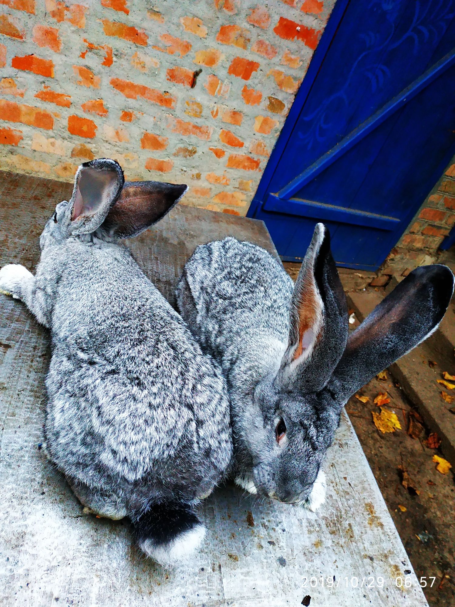 Продам кроликов молодеж Бельгийского Великана