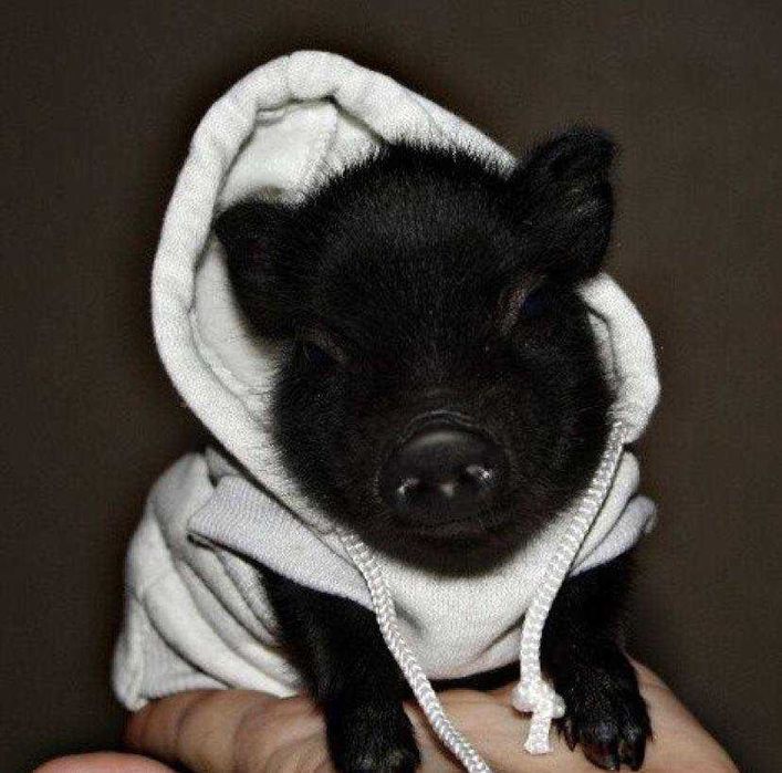 Чудові класні міні піг для дому, дуже розумні карликові свинки