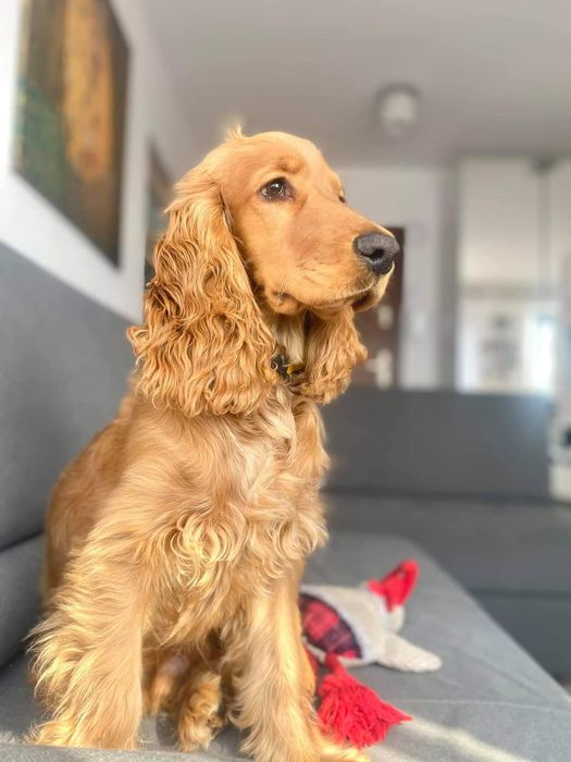 Piękny szczeniak  suczka Cocker Spaniel Angielski