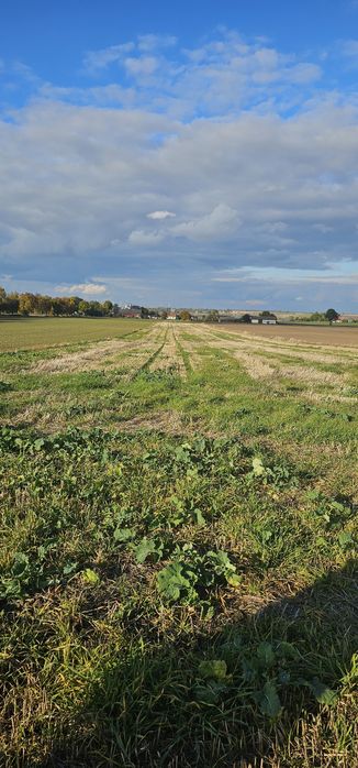 Działki Rolne , Czarnoziemy  przy drodze 1,5 ha Zimno gmina Łaszczów