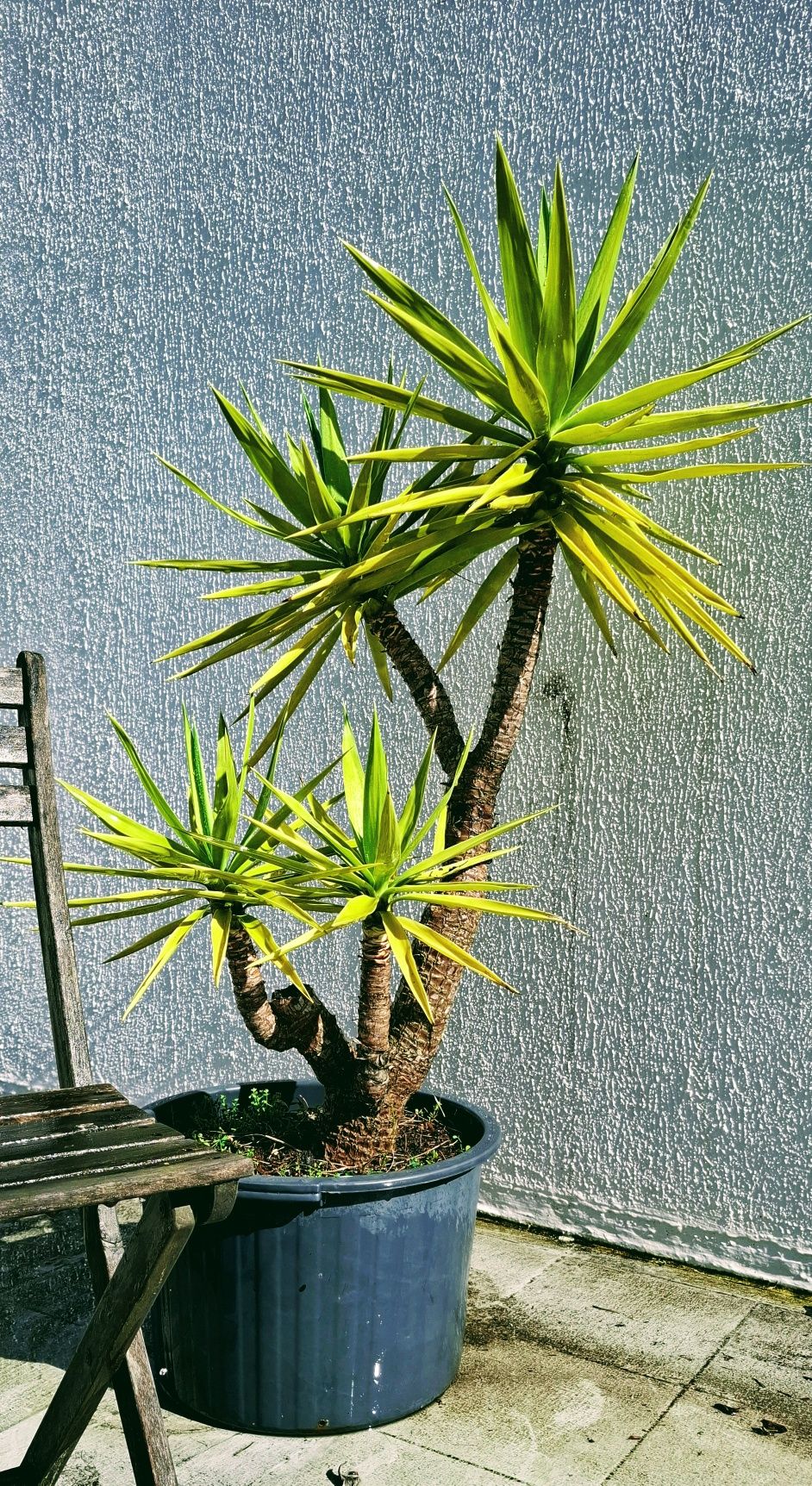 Planta Yucca  em vaso