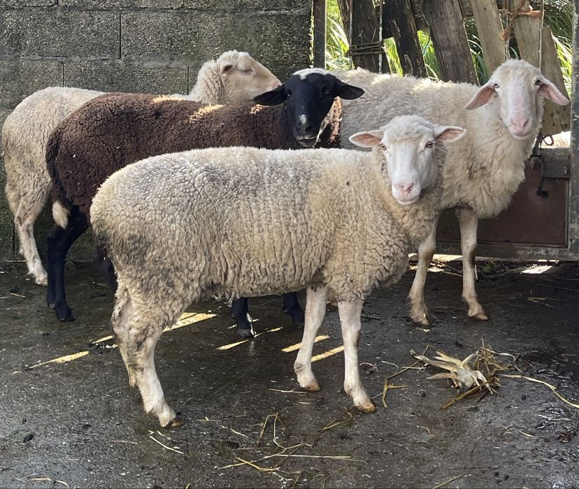 4 ovelhas + 1 macho reprodutor cx merino( vendo individual)