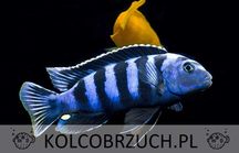 Pyszczak Saulosa - Chindongo saulosi - dowozimy, wysyłamy
