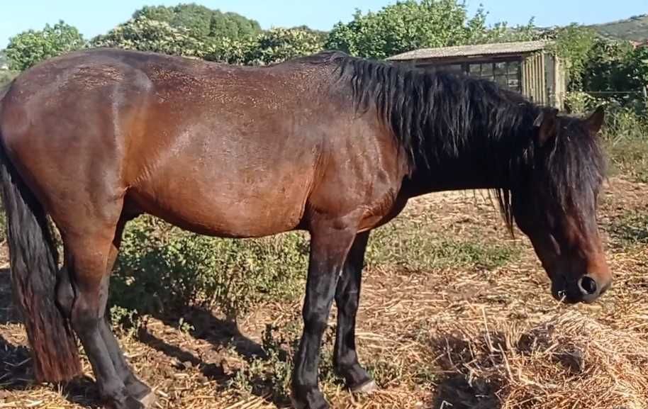 Cavalo Castrado Cruzado Montado