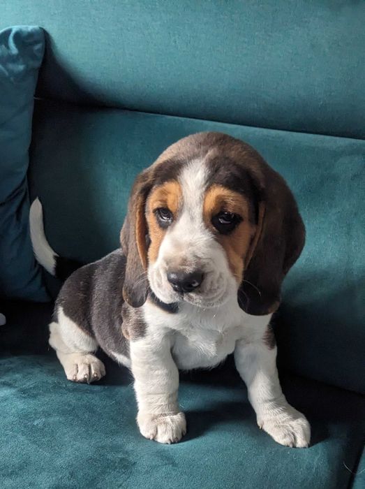 Szczenię BEAGLE  piękny PIESEK z rodowodem