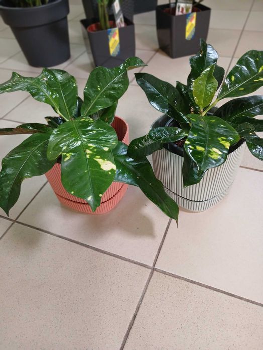 Кротон. Квіти для інтерєру.