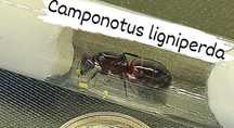 Camponotus ligniperda królowa,  Największa mrówka Europy
