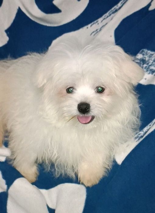 Нежный породный  малышбез недостатков с чудесным темпераме