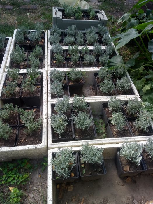 Лаванда для лавандового поля. Кизильник цельнокрайний.Чабрец кустовой.