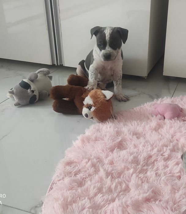 Amstaff rodowodowy blu