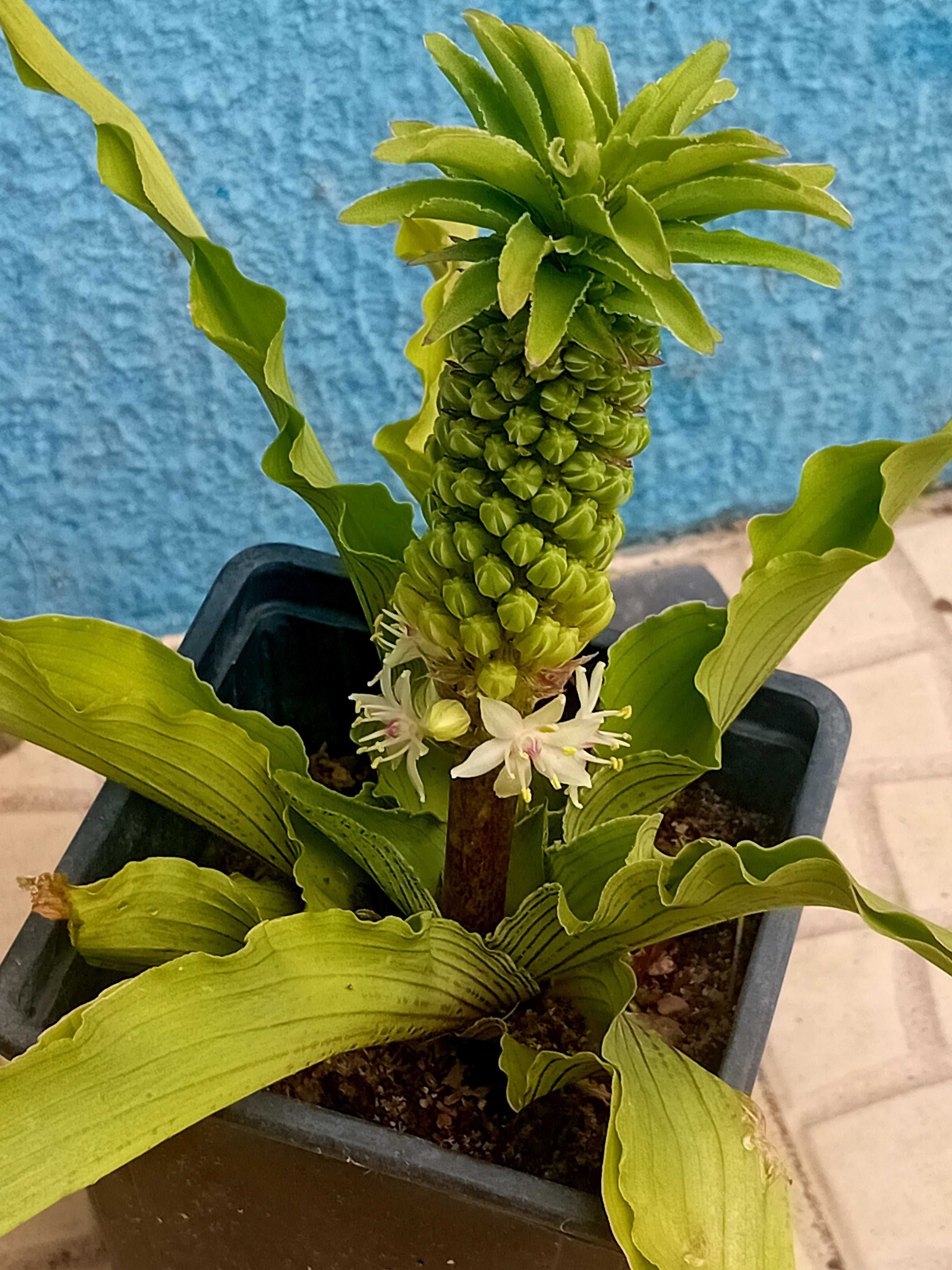 Planta Eucomis da flor ananás