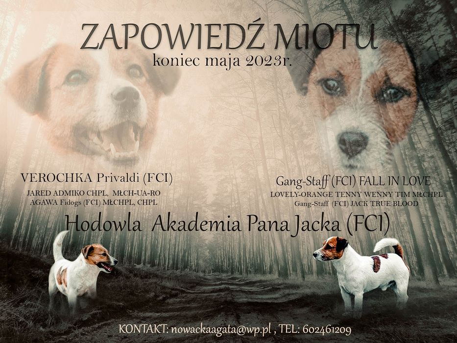 Zapowiedź miotu -